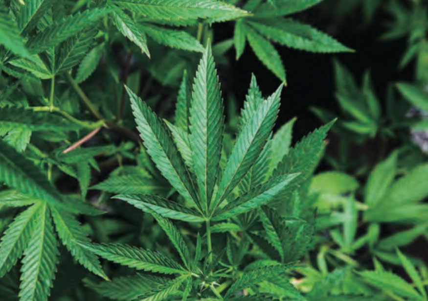 100％オーガニック