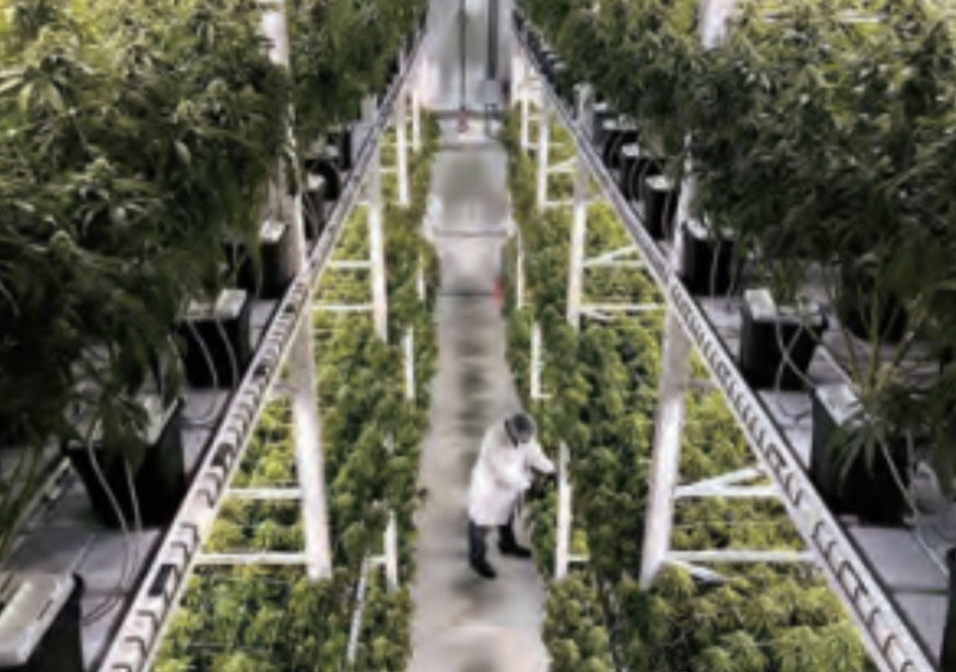 国内発CBD含有量3000㎎